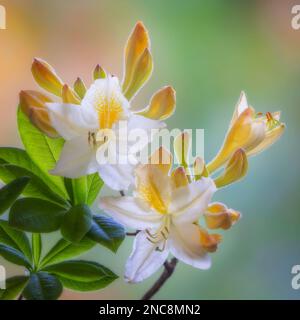 Bianco e giallo Azalea - immagine in formato quadrato ad alta risoluzione Foto Stock