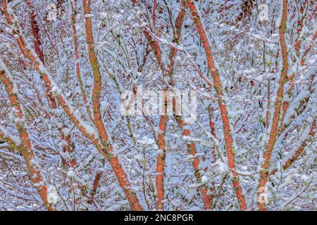 Corallo Bark albero di acero giapponese Foto Stock