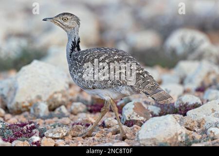 Un houbara delle Canarie (Chlamydotis undulata fuertaventurae) che foraging nel paesaggio arido di Fuerteventura Spagna. Foto Stock