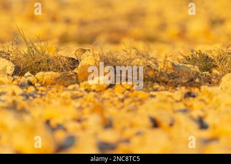 Un houbara canariano (Chlamydotis undulata fuertaventurae) che si nasconde sul terreno di un arido paesaggio di Fuerteventura Spagna. Foto Stock