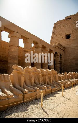 Luxor, Egitto. Il complesso del Tempio di Karnak, comprende un vasto mix di templi decadenti. Questo è l'ingresso principale al tempio con i Rams di Amon Foto Stock