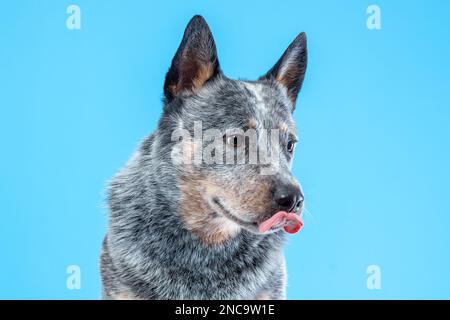 Ritratto di cane bovino australiano o cicatrice blu leccando con lingua su sfondo blu Foto Stock