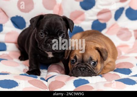 Due divertenti cuccioli di bulldog francese che si trovano insieme a casa Foto Stock