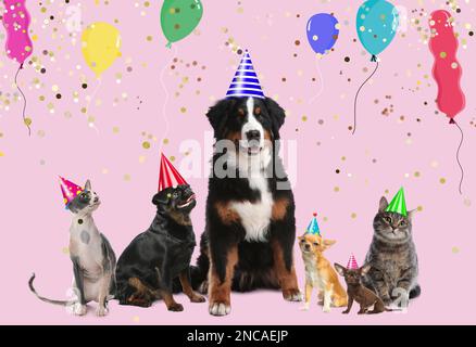 Adorabili animali domestici con cappelli da festa su sfondo rosa Foto Stock