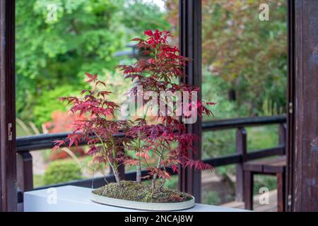 Fantastico albero di bonsai di acero rosso (acero giapponese) nel giardino  giapponese di Potsdam (Giardino di Bonsai) nel padiglione Foto stock - Alamy