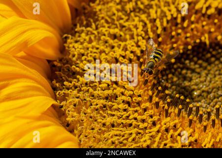 Un hoverfly bandito atterrò su un girasole Foto Stock