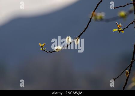 Splendidi fiori di albero bianco pieni di stami vicino ad un fiume nel nord del Portogallo. Foto minimalista scattata a fine inverno, inizio primavera. Foto Stock
