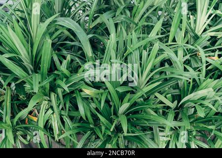 Foglie di Pandan wangi (Pandanus amaryllifolius) piante che di solito cresce in Indonesia e nel sud-est asiatico per ulteriori ingredienti in cucina. Foto Stock