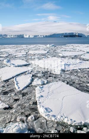 Antartide, Mare di Ross, Isola di Ross. Mix di iceberg e frittelle di ghiaccio al largo della costa di Ross Island. Le tracce dei pinguini Adelie sull'iceberg. Foto Stock