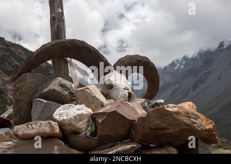 Cranio di capra in Himalaya, Nepal. Cranio animale sulle rocce e sullo sfondo delle montagne. Cranio animale morto con corna grandi. Foto Stock