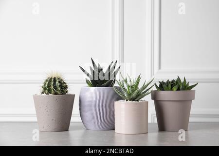 Bella Aloe, Cactus e Haerworthia in pentole su un tavolo leggero. Diverse piante di casa Foto Stock