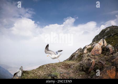 Gabbiano (gabbiano europeo di aringa) sulla cima di Snowdon, Parco Nazionale di Snowdonia, Galles Foto Stock