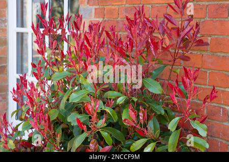 Photinia punta rossa (rossiccia) arbusto ornamentale o albero con verde e rosso brillante fogliame in un giardino britannico in primavera Foto Stock