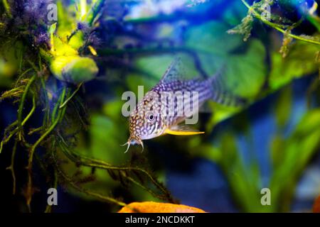 Il Corydoras haraldschultzi è un pesce di acqua dolce tropicale appartenente alle Corydoradinae. Foto Stock