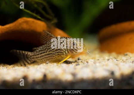 Il Corydoras haraldschultzi è un pesce di acqua dolce tropicale appartenente alle Corydoradinae. Foto Stock