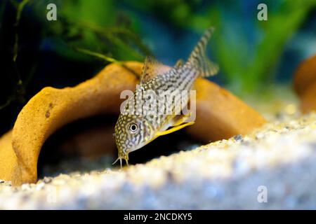 Il Corydoras haraldschultzi è un pesce di acqua dolce tropicale appartenente alle Corydoradinae. Foto Stock