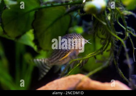 Il Corydoras haraldschultzi è un pesce di acqua dolce tropicale appartenente alle Corydoradinae. Foto Stock