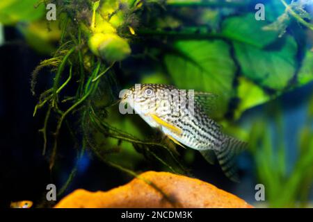 Il Corydoras haraldschultzi è un pesce di acqua dolce tropicale appartenente alle Corydoradinae. Foto Stock