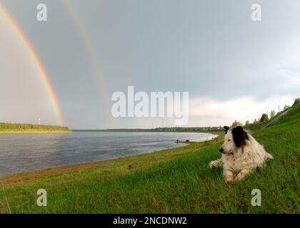 Un cane bianco della razza Yakut Laika si trova sull'erba di una collina sullo sfondo di un fiume con un doppio arcobaleno sopra la foresta. Foto Stock