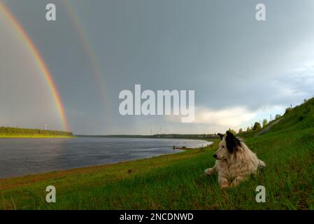 Un cane bianco della razza Yakut Laika si trova su un prato verde su una collina sullo sfondo di un fiume con un doppio arcobaleno sopra la foresta. Foto Stock