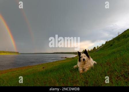 Un vecchio cane bianco della razza Yakut Laika si trova su erba verde su una collina sullo sfondo di un fiume con un doppio arcobaleno sopra la foresta. Foto Stock