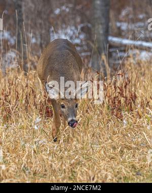 Buck dalla coda bianca durante la trota nel Wisconsin settentrionale. Foto Stock