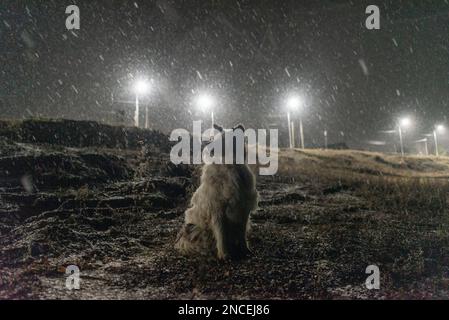 Un vecchio cane bianco della razza Yakut Laika siede sulla riva sotto la neve che cade di notte sullo sfondo delle lanterne su una collina in Yakutia. Foto Stock