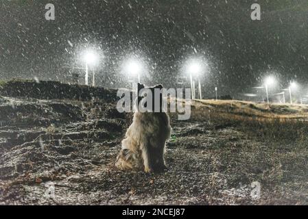 Un vecchio cane bianco della razza Yakut Laika siede sulla riva sotto la neve che cade di notte nel buio contro lo sfondo delle lanterne su una collina i Foto Stock