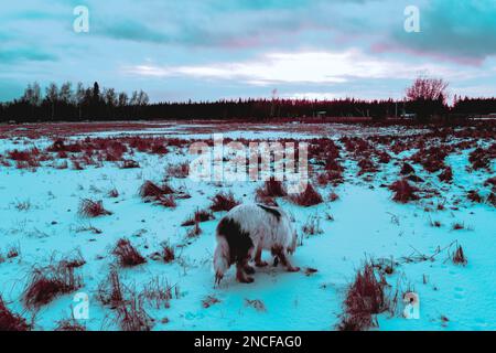 Foto astratta in stile cyberpunk di un vecchio cane bianco della razza Yakutian Laika che cammina attraverso un campo innevato in serata. Foto Stock