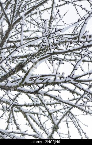 Primo piano di rami di un ciliegio ricoperto di neve. Foto Stock