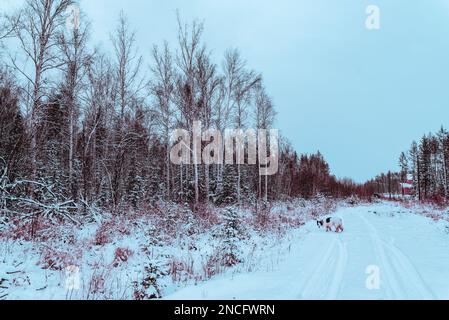 Foto astratta in stile cyberpunk di un cane bianco che esce dalla lingua mentre mangia neve vicino a una foresta in Yakutia. Foto Stock