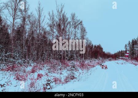 Foto astratta in stile cyberpunk di un cane bianco in un villaggio vicino a una foresta in Yakutia. Foto Stock