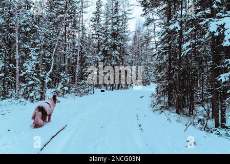 Foto astratta in stile cyberpunk di un cane bianco nella neve sulla strada per le foreste in Yakutia. Foto Stock