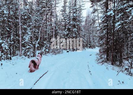 Foto astratta in stile cyberpunk di un cane bianco nella neve sulla strada per le foreste di Yakutia tra gli alberi. Foto Stock