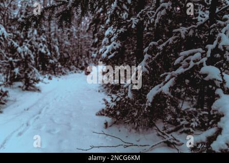 Un vecchio cane bianco della razza Yakut Laika guarda sulla strada in una foresta innevata a Yakutia in Siberia a caccia in inverno la sera. Foto Stock