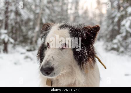 Ritratto del volto pensivo di un vecchio cane bianco della razza Yakut Laika nella neve nella foresta di Yakutia in Siberia durante il giorno. Foto Stock