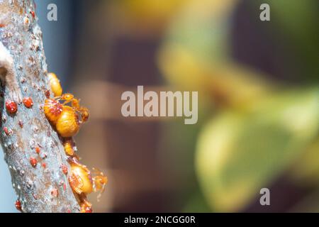 Macro fotografia di un gruppo di formiche piccole che trasportano pupae e uova su bastone con spazio di copia Foto Stock