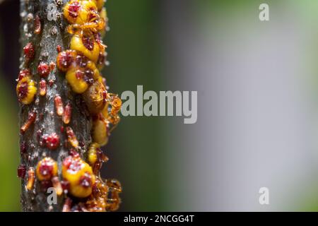 Macro fotografia di un gruppo di formiche piccole che trasportano pupae e uova su bastone con spazio di copia Foto Stock