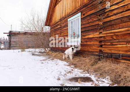 Un vecchio cane bianco cammina vicino a una casa di legno sotto la finestra in inverno con la neve nel villaggio di Yakutia. Foto Stock