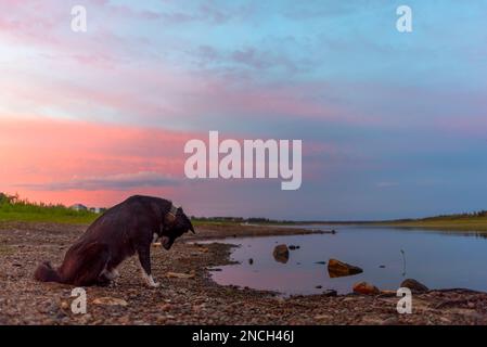 Un cane nero siede da solo sulla riva e guarda giù al fiume ad un tramonto luminoso in serata a Yakutia. Foto Stock