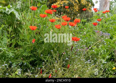 Papaveri rossi luminosi in un giardino di cottage colorato Foto Stock