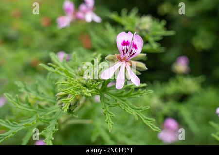 Pelargonium graveolens, noto anche come geranio di rosa, geranio profumato dolce, geranio di rosa vecchio modo e geranio di rosa-profumo. Foto Stock