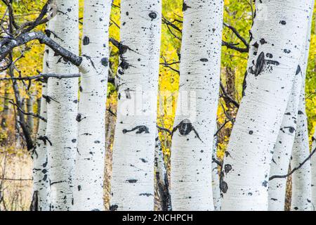 Bauli bianchi, primo piano, con colori autunnali sullo sfondo, Grand Teton National Park, Wyoming, USA Foto Stock