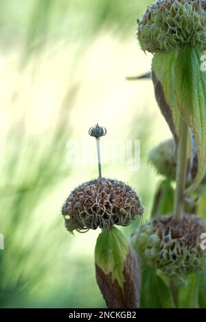 Fiore appassito di un Phlomis frutticosa Foto Stock