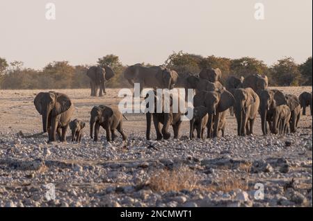 Un gregge di elefante africano - Loxodonta Africana - fare un bagno in una buca d'acqua nel Parco Nazionale di Etosha. Foto Stock