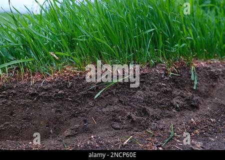 Sezione trasversale del prato che mostra le radici di erba verde al suolo nero Foto Stock