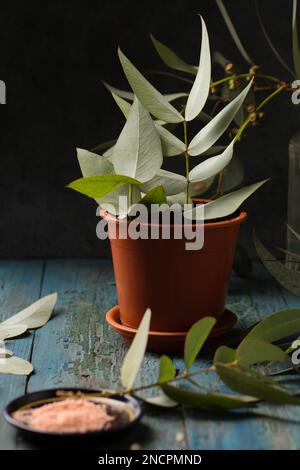 Talee di germogli di eucalipto con polvere di agente radente su fondo di legno Foto Stock