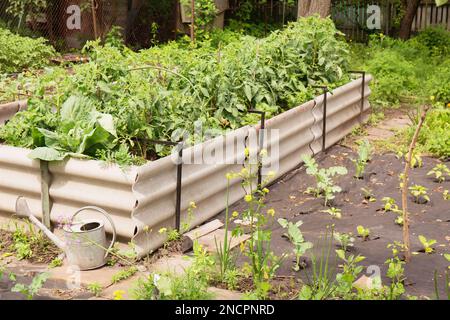 Ortaggi in crescita in letti rialzati e su agrofibre in giardino Foto Stock