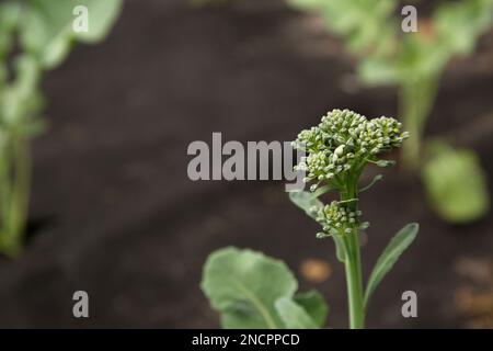 Coltivazione di broccoli su agrofibra nel giardino Foto Stock