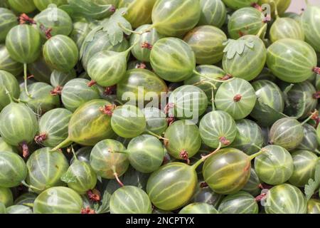 primo piano con uva spina verde. sfondo con bacche di uva spina. Vista ravvicinata della bacca di uva spina biologica. cibo Foto Stock